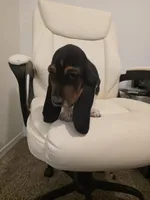 Winston, a male Basset Hound for sale in Garland, TX – Photo 2 of 5