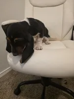 Winston, a male Basset Hound for sale in Garland, TX – Photo 5 of 5