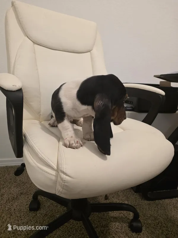 Winston – Basset Hound puppy for sale in Garland, TX