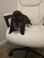 Winston, a male Basset Hound for sale in Garland, TX – Photo 3 of 5