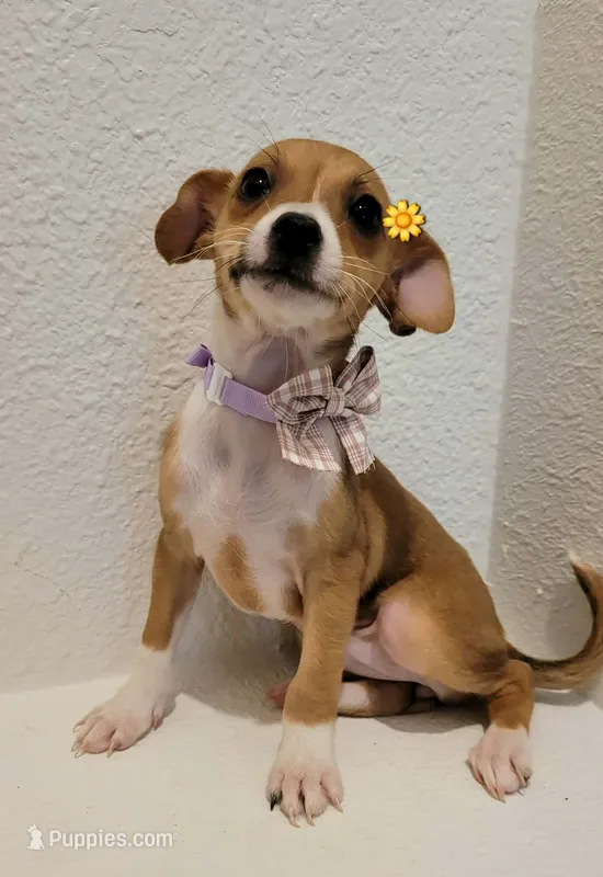Lolita – Chihuahua puppy for sale in Dallas, TX