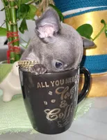 Lil TEACUP BLUE, a male Chihuahua for sale in Katy, TX – 4 of 9