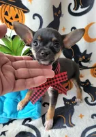 TEACUP TOBY, a male Chihuahua for sale in Fontana, CA – 3 of 8