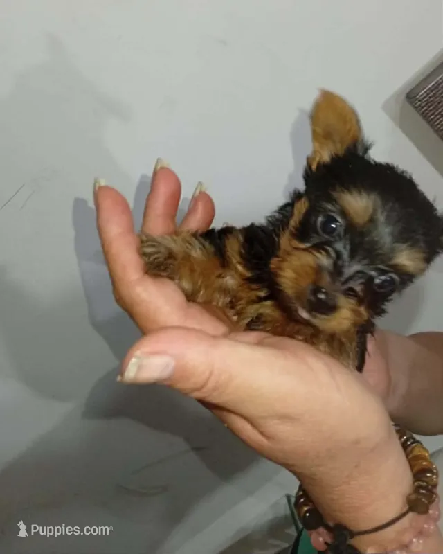 Benito  – Yorkshire Terrier puppy for sale in Fontana, CA
