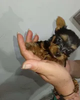 Benito , a male Yorkshire Terrier for sale in Fontana, CA – 1 of 3