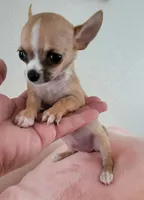 LIL TEACUP BANDIT, a male Chihuahua for sale in Garland, TX – 4 of 7