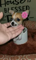 TEACUP LIL RITA, a female Chihuahua for sale in Santa Barbara, CA – 3 of 5