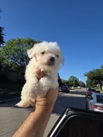 Lucky, a male Poodle - Toy  for sale in Dallas, TX – 1 of 4