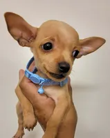 LIL SMILEY, a male Chihuahua for sale in Fontana, CA – 2 of 5
