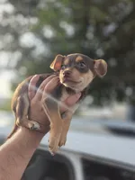 Winston, a male Chihuahua for sale in Dallas, TX – 8 of 10