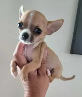 LIL TEACUP BANDIT, a male Chihuahua for sale in Garland, TX – 6 of 7