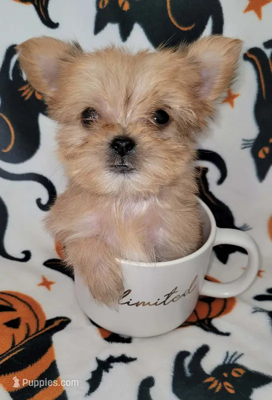 LIL TEACUP MORKIE 1 – Morkie puppy for sale in Moreno Valley, CA