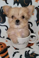 LIL TEACUP MORKIE 1, a male Morkie for sale in Moreno Valley, CA – 1 of 9