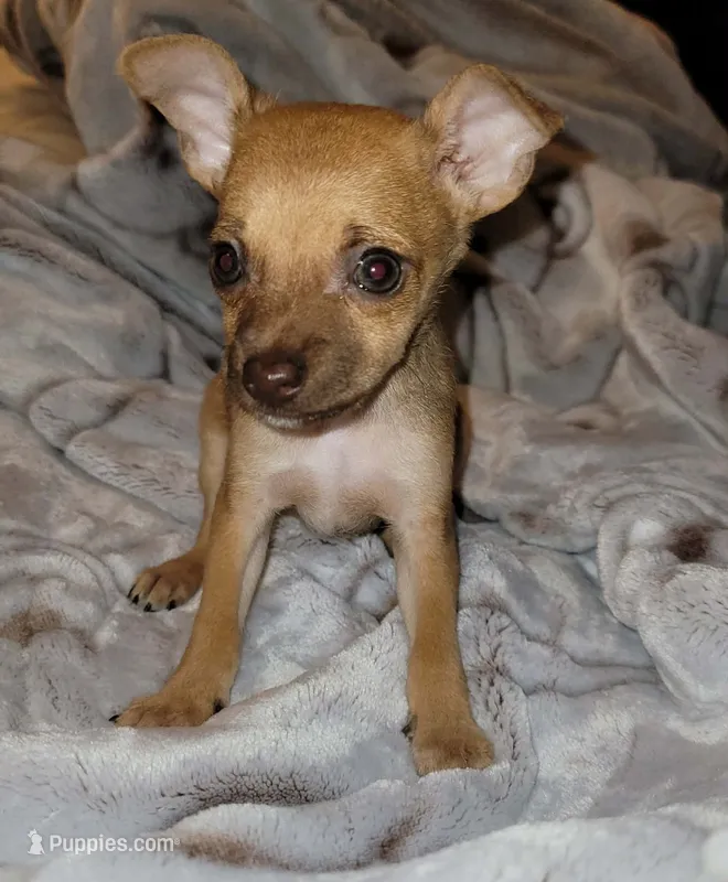 LIL TEACUP RED – Chihuahua puppy for sale in Garland, TX