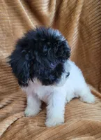 Clara, a female Poodle - Miniature  for sale in Fontana, CA – 4 of 7