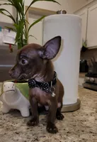 Lil TEACUP SAMMY, a male Chihuahua for sale in Moreno Valley, CA – 3 of 7