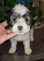 Max , a male Poodle - Toy  for sale in Moreno Valley, CA – 3 of 9