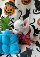 TEACUP MAX, a male Chihuahua for sale in Destin, FL – 5 of 6