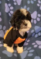 WINSTON , a male Maltipoo for sale in Covina, CA – 2 of 6