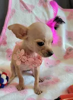 LIL TEACUP MAGGIE, a female Chihuahua for sale in Dallas, TX – 5 of 7