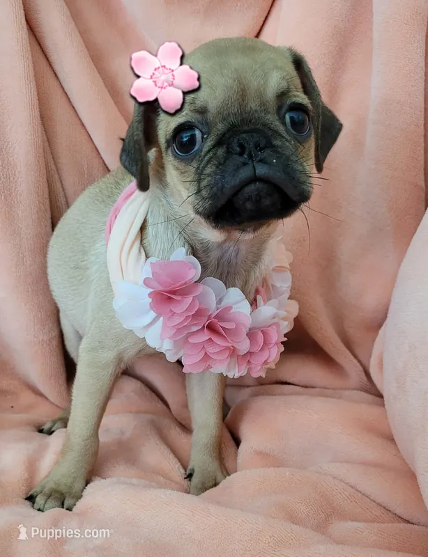 LIL ChLOE – Pug puppy for sale in Elizabeth, NJ