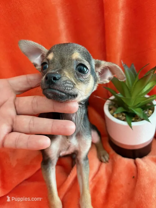 PANCHO – Chihuahua puppy for sale in Los Angeles, CA