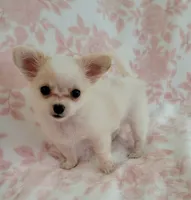 TOBY THE LONGHAIRED MINI, a male Chihuahua for sale in Dallas, TX – 6 of 7