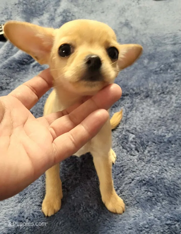 LIL TINY – Chihuahua puppy for sale in Santa Barbara, CA
