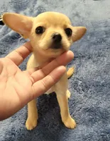 LIL TINY, a male Chihuahua for sale in Santa Barbara, CA – 1 of 3
