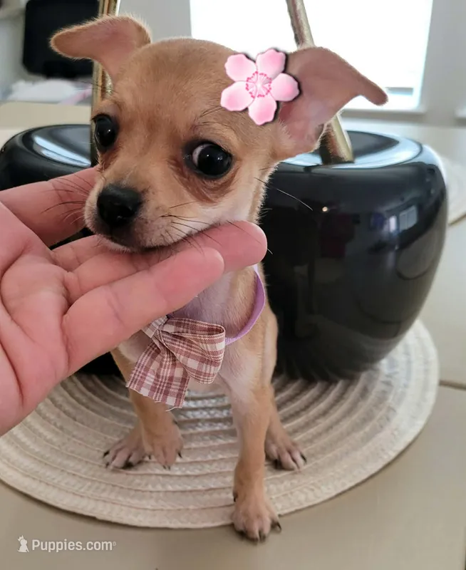 Cleo – Chihuahua puppy for sale in Dallas, TX
