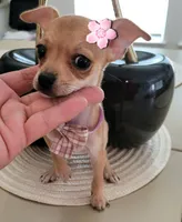 Cleo, a female Chihuahua for sale in Dallas, TX – 1 of 2