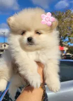 BEAR FACE BELLA, a female Pomeranian for sale in Mesquite, TX – 1 of 5