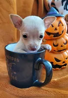 TEACUP TAQUITO, a male Chihuahua for sale in Fontana, CA – 3 of 4