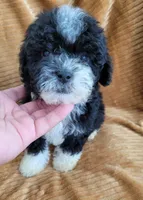 Benji, a male Poodle - Miniature  for sale in Fontana, CA – 7 of 8