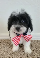Winston, a male Maltipoo for sale in Dallas, TX – 2 of 2