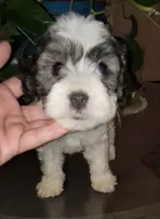Max , a male Poodle - Toy  for sale in Moreno Valley, CA – 7 of 9
