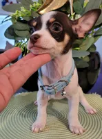 LUCAS, a male Chihuahua for sale in Dallas, TX – 4 of 4