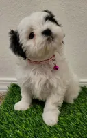 Lili , a female Shih Tzu for sale in Dallas, TX – 2 of 3