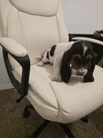 Bucky, a male Basset Hound for sale in Garland, TX – Photo 4 of 4