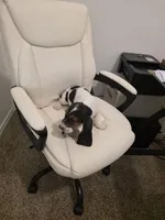 Bucky, a male Basset Hound for sale in Garland, TX – Photo 2 of 4