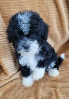Benji, a male Poodle - Miniature  for sale in Fontana, CA – 4 of 8