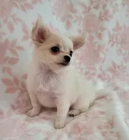 TOBY THE LONGHAIRED MINI, a male Chihuahua for sale in Dallas, TX – 5 of 7