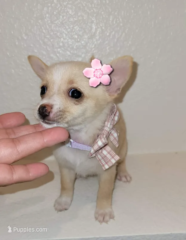 Molly – Chihuahua puppy for sale in Dallas, TX