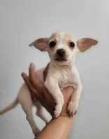 LIL TINY TOY TOMMY, a male Chihuahua for sale in Moreno Valley, CA – 6 of 6