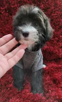 RUFFO, a male Maltipoo for sale in Fontana, CA – 2 of 4