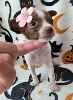 TEACUP TINY, a female Chihuahua for sale in Fontana, CA – 2 of 5