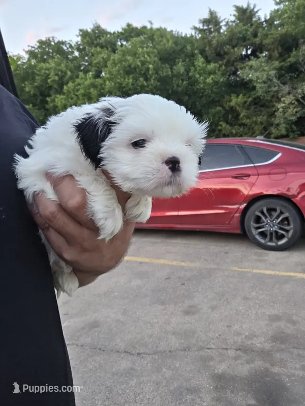 COCO  – Shih Tzu puppy for sale in Dallas, TX