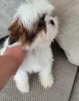 COCO , a male Shih Tzu for sale in Elizabeth, NJ – 3 of 7