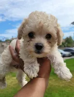 TEACUP TINY TIM, a male Poodle - Toy  for sale in Fontana, CA – 4 of 6