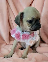 LIL ChLOE, a female Pug for sale in Elizabeth, NJ – 2 of 4